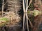 Beaver Lodges in a Pond