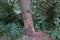 Beaver-nibbled tree by the Wuhle River. Biesdorf, Berlin, Germany