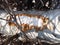 Beaver peeled and chewed bark off tree