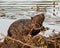 Beaver Photo and Image. Close-up side view, building a beaver dam and lodge in its habitat surrounding and environment, displaying