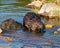 Beaver Photo and Image. Close-up view building a beaver dam in a water stream flow and bringing mud to the site and enjoying its