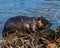 Beaver Photo and Image. Close-up view building a beaver dam in a water stream flow and enjoying its environment and habitat