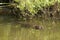Beaver photo stock. Beaver eating in the water displaying brown fur coat, body, head, eye, ears, nose, paws, claws with a green
