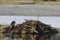 Beaver photo stock. Beaver lodge. Beaver close-up profile rear view building a beaver lodge, displaying its brown fur, working