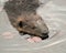 Beaver Photo Stock. Close-up aerial view of head shot with water lily pads and water foliage in its environment and habitat. Image