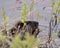 Beaver Photo Stock. Close-up profile side view head shot with water lily pads and water background, eating foliage in its