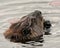 Beaver Photo Stock. Close-up profile side view head shot with water lily pads and water background, eating foliage in its