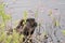 Beaver Photo Stock. Close-up profile side view head shot with water lily pads and water background, eating foliage in its