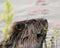 Beaver Photo Stock. Close-up profile side view head shot with water lily pads and water background, eating foliage in its