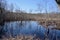 Beaver Pond