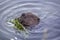 The beaver in the pond eating a twig