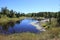 Beaver ponds formed