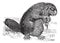Beaver or rodent vintage engraving
