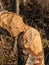 Beaver scraped birch