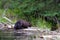 Beaver shaking off water