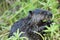 Beaver Stock Photos. Baby Beaver animal close-up profile view eating grass