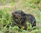 Beaver stock photos.Beaver baby close-up eating grass.  Image. Picture. Portrait