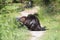 Beaver Stock Photos.  Beaver body close-up profile view.  Beaver eating grass