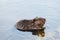 Beaver stock photos. Beaver close-up profile eating in the water displaying its brown fur, body, head, eye, ears, nose, paws,