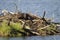 Beaver stock photos. Beaver close-up profile view building a beaver lodge, displaying its brown fur, working skill  in its habitat