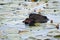 Beaver Stock Photos. Beaver feeding on lily pads, head close-up profile view.  Image. Picture. Portrait