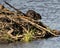 Beaver stock photos. Beaver lodge. Building.  Image. Picture. Portrait