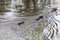 Beaver Stock Photos. Beavers mother, teen, baby in the water.  Beaver family in the water