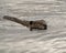 Beaver stock photos. Close-up. Swimming in water.  Image. Picture. Portrait