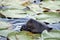 Beaver Stock Photos.   Head close-up profile view. Lily pads background and foreground. Image. Picture. Portrait