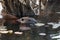 Beaver Stock Photos. Head close-up profile view. Lily pads background and foreground. Image. Picture. Portrait