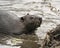 Beaver stock photos. Image. Picture. Portrait.  Building a beaver dam
