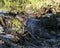 Beaver Stock Photos.  Image. Picture. Portrait. Building dam. Beaver wet fur. Muddy beaver. Working beaver