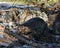 Beaver Stock Photos.  Image. Picture. Portrait. Building dam. Beaver wet fur. Muddy beaver. Working beaver