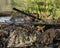 Beaver Stock Photos.  Image. Picture. Portrait. Building dam. Beaver wet fur. Muddy beaver. Working beaver