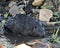 Beaver Stock Photos.  Image. Picture. Portrait. Building dam. Beaver wet fur. Muddy beaver. Working beaver. Rock and foliage