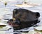 Beaver stock photos. Image. Picture. Portrait. Head close-up. Eating lily pads