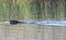 Beaver Swimming in a Lake