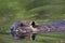 Beaver swimming in pond, reflecting in the water.