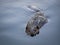 Beaver Swimming on Quiet Pond