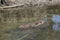 Beaver swimming in water