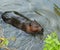 Beaver Swimming in Water