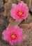 Beaver Tail Cactus Blooms