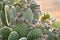 Beaver Tail Cactus With Fruit at Sunset