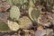 Beaver Tail Cactus, Opuntia basilaris, a pricklypear species