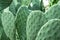 Beaver tail orrabbit ear green cactus outside