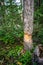 Beaver teeth marks in Pine tree trunk cut in Denali national park