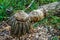 Beaver teeth marks in Pine tree trunk cut in Denali national park