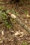 Beaver tree damage