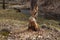 Beaver Tree Damage. They will regularly cut down trees. Beavers eat mostly tree bark and leaves.