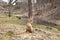 Beaver Tree Damage. They will regularly cut down trees. Beavers eat mostly tree bark and leaves.